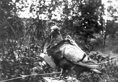 Fotografo di piccioni da Unbekannt Unbekannt